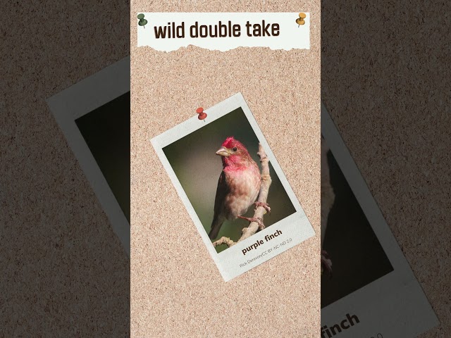 Watch Wild Double Take: Finches on YouTube.