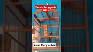 Rengganis Terkini Untuk Pancingan Dari Ombyokan