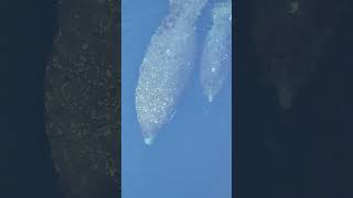 When We Went Swimming With Wild Manatees...