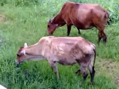 INDIAN BEAUTIFUL COWS