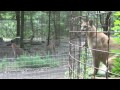 cougar