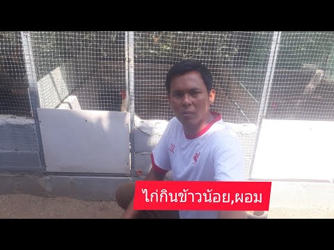 วีธีแก้ไขไก่ไม่กินข้าว, กินข้าวน้อย, ผอม