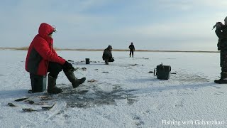 Видео Попали на жор окуня. Озеро Зайсан. Первый лед. от Рыбалка с Галымжаном / Fishing with Galymzhan, Зайсан, Казахстан