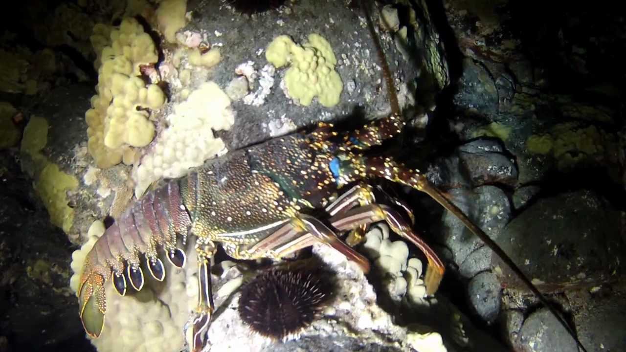 Giant Lobster at Garden Eel Cove Kona Hawaii YouTube