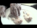 dry parboiled frog legs