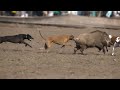 New Shikar Wild Boar Hunting Dogs (Sindh vs Lahore) 2023 - Hog Dogs 2023 - Soor ka Shikar