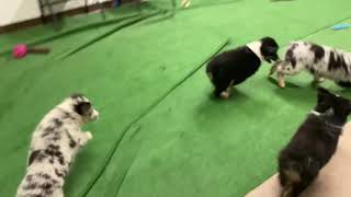 The Aussie Shepherd Puppies