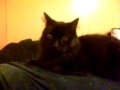 frenchkitty