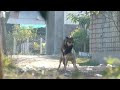 🐕 Dog sex Black Template //German shepherd dog meeting in back home