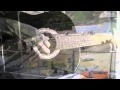 cantico 126 - una obra de amor (cover... cantico 126 - una obra de amor (cover...