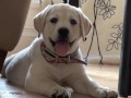labradors