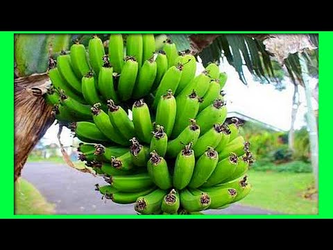 How to grow bananas at home