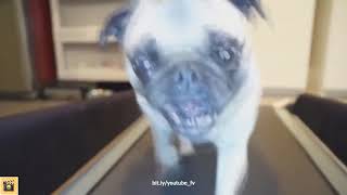ОЧЕНЬ СМЕШНЫЕ ЖИВОТНЫЕ|BEST Funny Animals Compilation