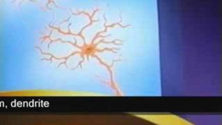 Pinky & Brain - The Parts Of The Brain With Lyrics