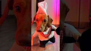 Califiquen Mis Disfraz De Chef Del 1 Al 10