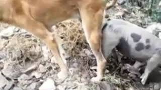 Российские Собачка Секс Видео Неаткирит