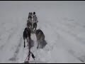 Glacier Dog Sledding in Juneau, Alaska