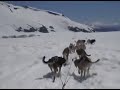 Glacier Dog Sledding in Juneau, Alaska