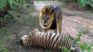 Lion VS Tiger - Tiger VS Lion Real - Blondi Foks