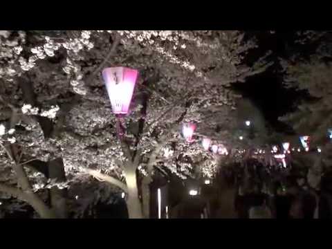 臥竜公園　桜満開2009