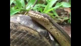 Awesome Snake And Frog Fighting In The Jungle