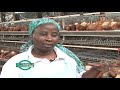 Layers Poultry in Cages courtesy of Sigma Feeds Kenya