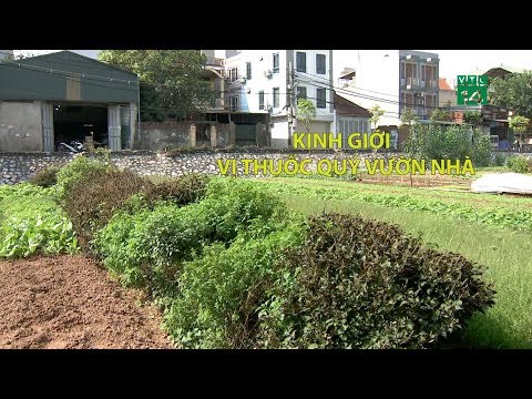 Kinh giới Vị thuốc quý vườn nhà | VTC14