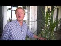 Air Purification House Plants | At Home With P. Allen