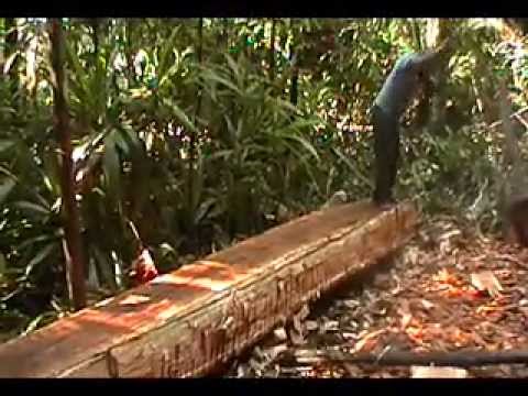  Indian in Amazon Carving Canoe Out of Tree Trunk with Axe - YouTube