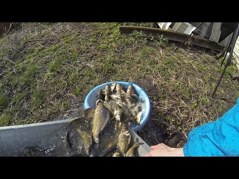 Выращивание карпов в маленьких прудах 843
