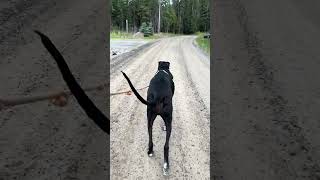 Post Caca Walk Wiggles With Great Dane Tank