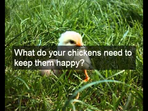 chicken coop plans | Easy to build design choice of large chicken coop ...