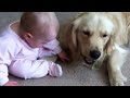 golden retreiver