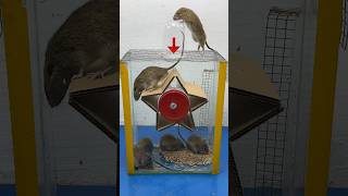 The Simplest Way To Make A Mouse Trap At Home // Mouse Trap 2 #Rat #Rattrap #Mousetrap #Shorts