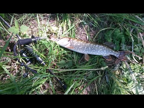 рыбхоз свислочь платная рыбалка 2016 рыбхоз свислочь платная рыбалка 2016