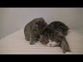 maru