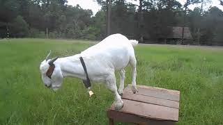 Making A Simple Goat Bench For The Barnyard For Free