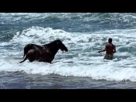 Dressage de cheval sauvage sur la plage de Puamau - Hiva Dressage de cheval sauvage sur la plage de Puamau - Hiva