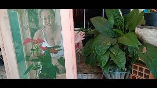 Comprinhas Plantas Novidades C
