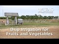 Drip Irrigation for Fruits and Vegetables