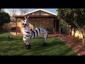 Dope Zebra
