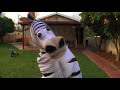 zebra