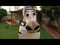 zebra