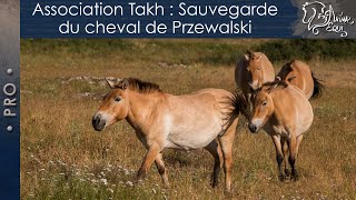 • PRO • Association Takh : Sauvegarde du cheval de Przewalski