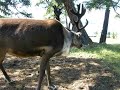 Reindeer nibbling lichen, Mongolia