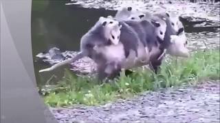 lets dance and ride dog videos