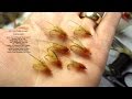 Tying a CDC Tabou Caddis Emerger by Davie McPhail Tying a CDC Tabou Caddis Emerger by Davie McPhail