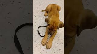 Lay Down For Your Stick Yay He Did It
