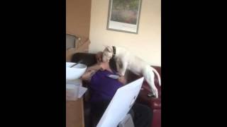 Hungry English Bull Terrier