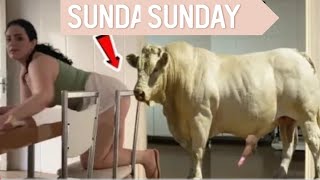 Omg Sona Bhabhi Ki Ist Bull Crossing Meeting Cow Meeting Excellent Animals Meeting